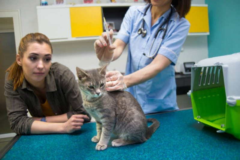 Vacina V10 Gatos Preço Caldas Novas - Vacina Polivalente Gatos