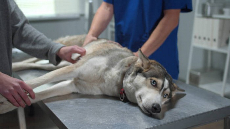 Vacina V10 para Cachorro Preço Pompílio Marques - Vacina Multipla Canina