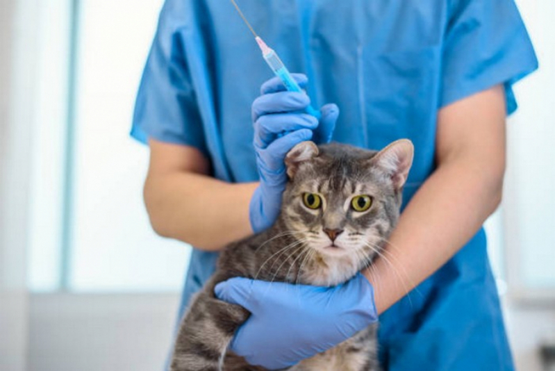 Vacina V5 para Gatos Valor Paranoá - Vacina Quadrupla Felina