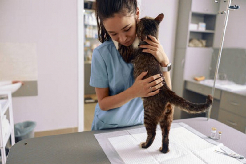 Veterinária de Felinos Marcar Plano Piloto - Veterinário para Gatos