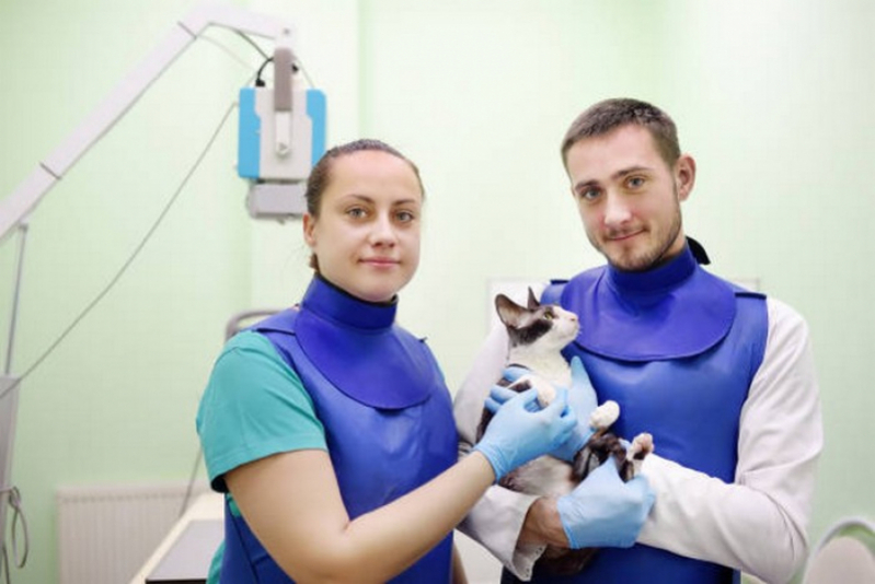 Veterinária Especialista em Pele Contato Cruzeiro - Dermatologista de Animais