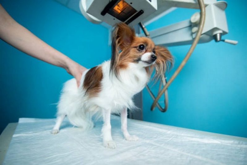 Veterinário de Cachorro Agendar Sobradinho - Veterinária de Cachorro