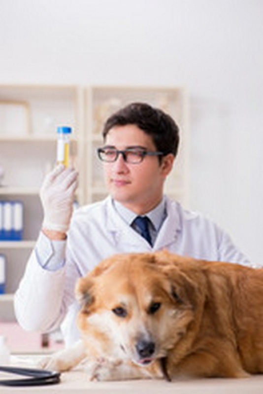 Veterinário para Cachorro e Gato Paracatú - Veterinário de Cães