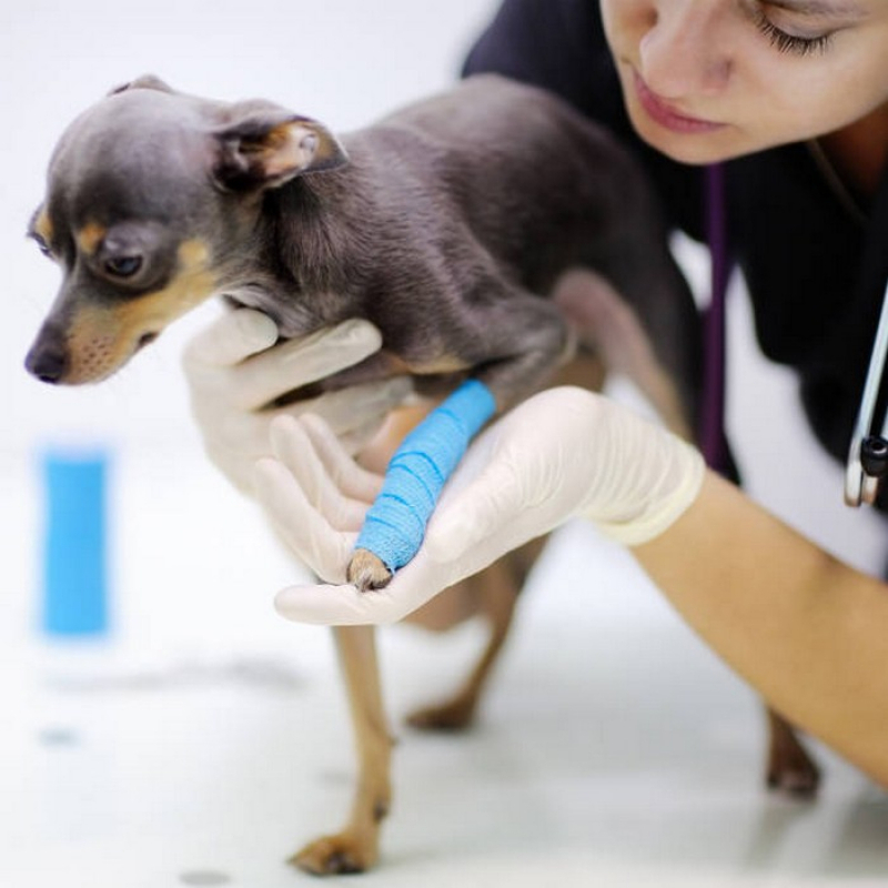 Veterinário para Cachorro Marcar Corumbá de Goiás - Veterinário de Cachorro