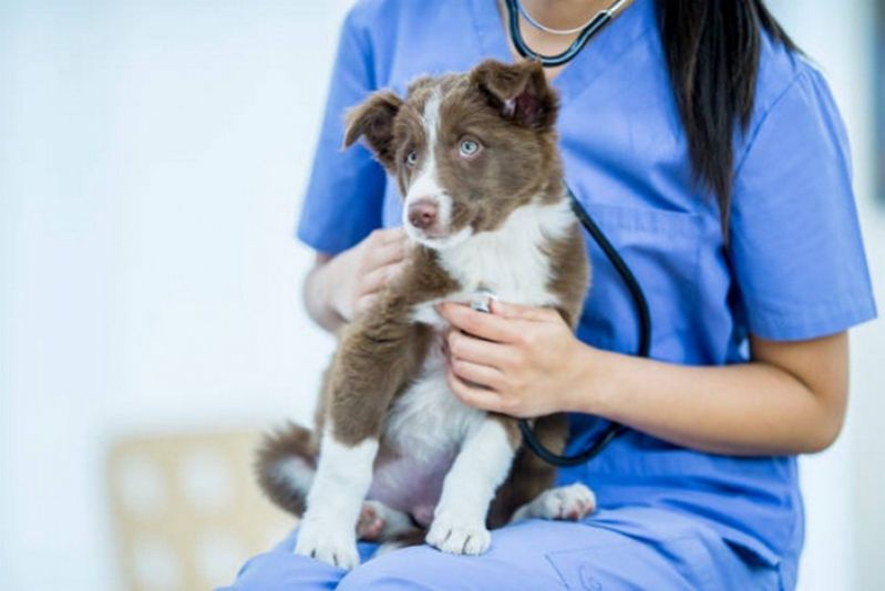 Veterinário para Cães Agendar Rajadinha - Veterinário para Cachorro
