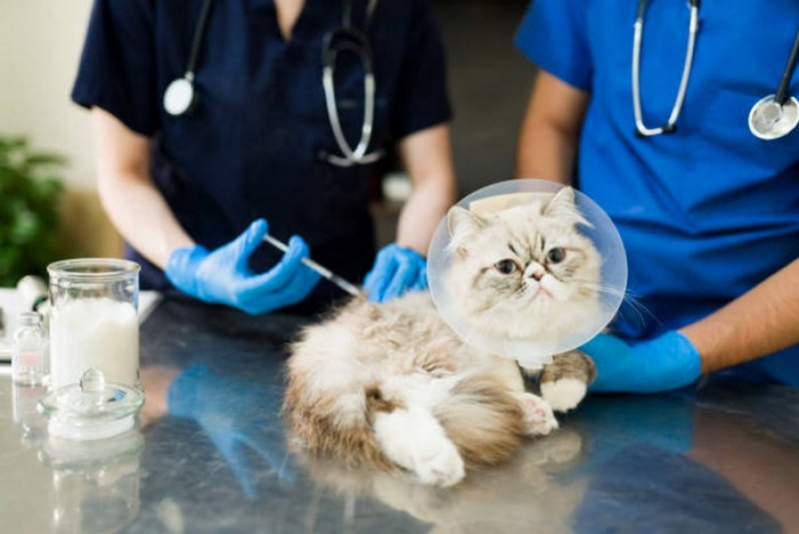 Veterinário para Felinos Agendar Pugmil - Veterinário de Gato