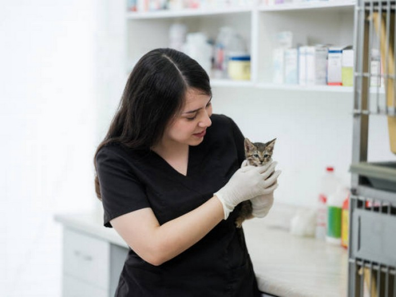 Veterinários Especialistas em Gatos Asa Norte - Veterinário para Gatos